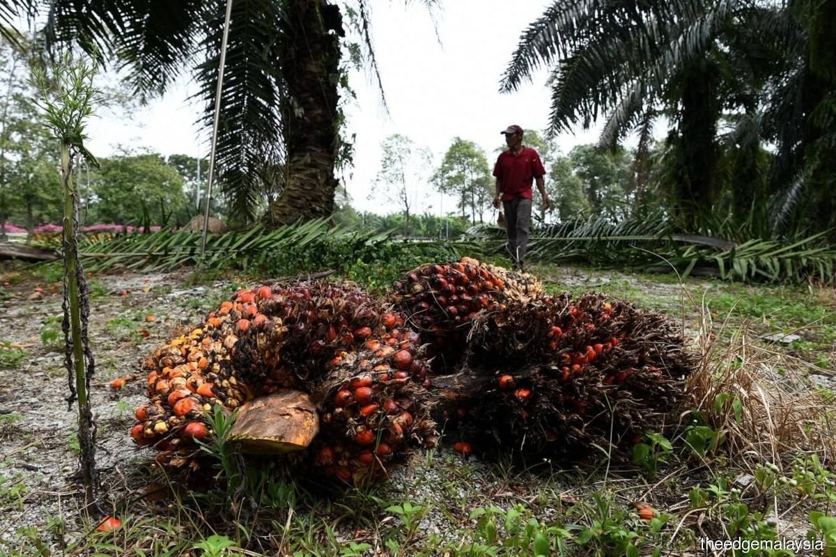 分析师称马来西亚不断增加的棕榈油库存可能对价格造成压力
