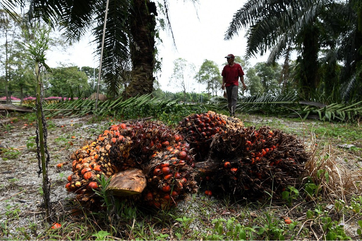 印尼解除棕油出口禁令 种植指数下跌