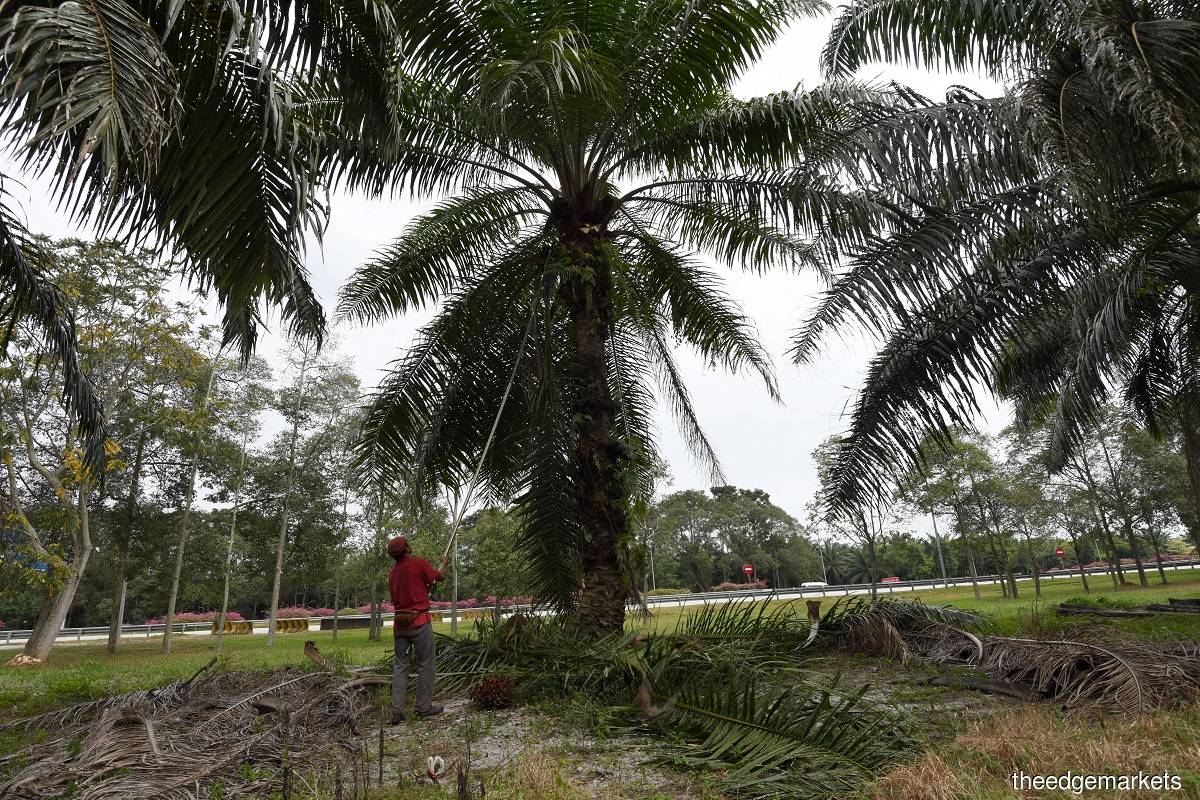 Engaging oil palm smallholders a challenging process, says civil society expert