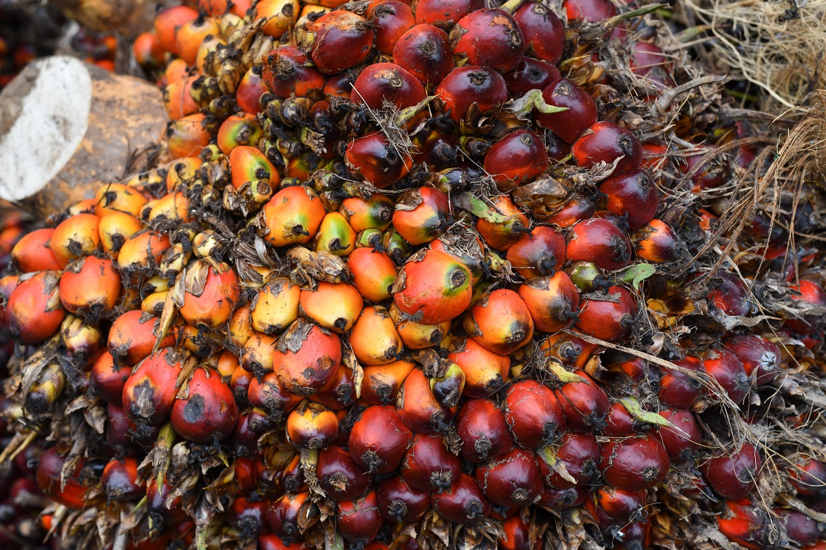 Overseas purchases of palm oil by China, the second-biggest importer, will likely drop to a three-year low in 2020-21. (Photo by Mohd Suhaimi Mohamed Yusuf/The Edge)