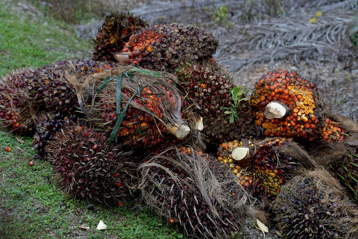 According to CGS-CIMB, Malaysian palm oil stocks likely fell 2.5% month-on-month in September 2021 amid higher export volume. (Photo by Mohd Suhaimi Mohamed Yusuf/The Edge)