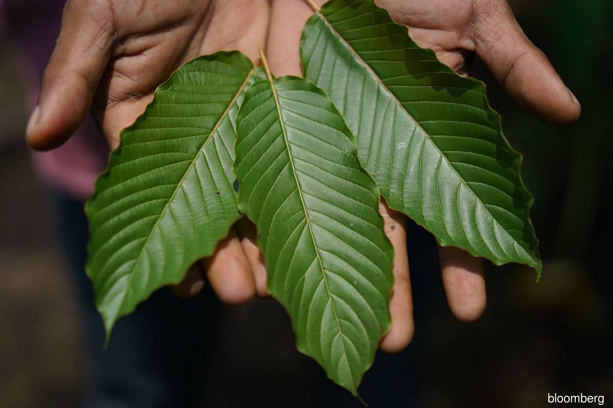 Thailand legalizing opioid-like herb spurs rush of online sales