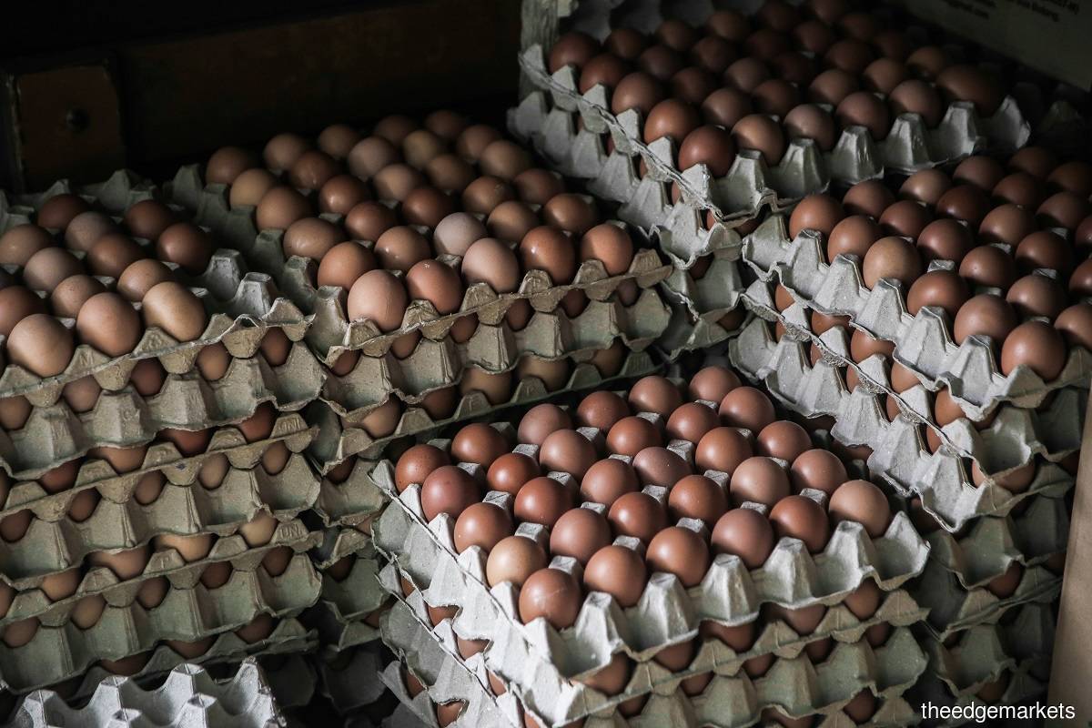 How safe are our chicken eggs?