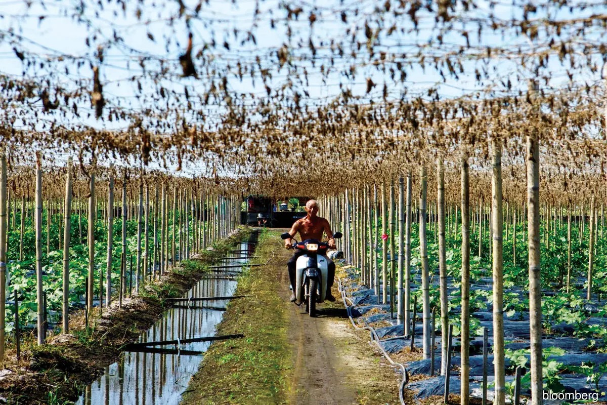 Super El Niño Threat Looms Over Southeast Asia Economy and Agriculture