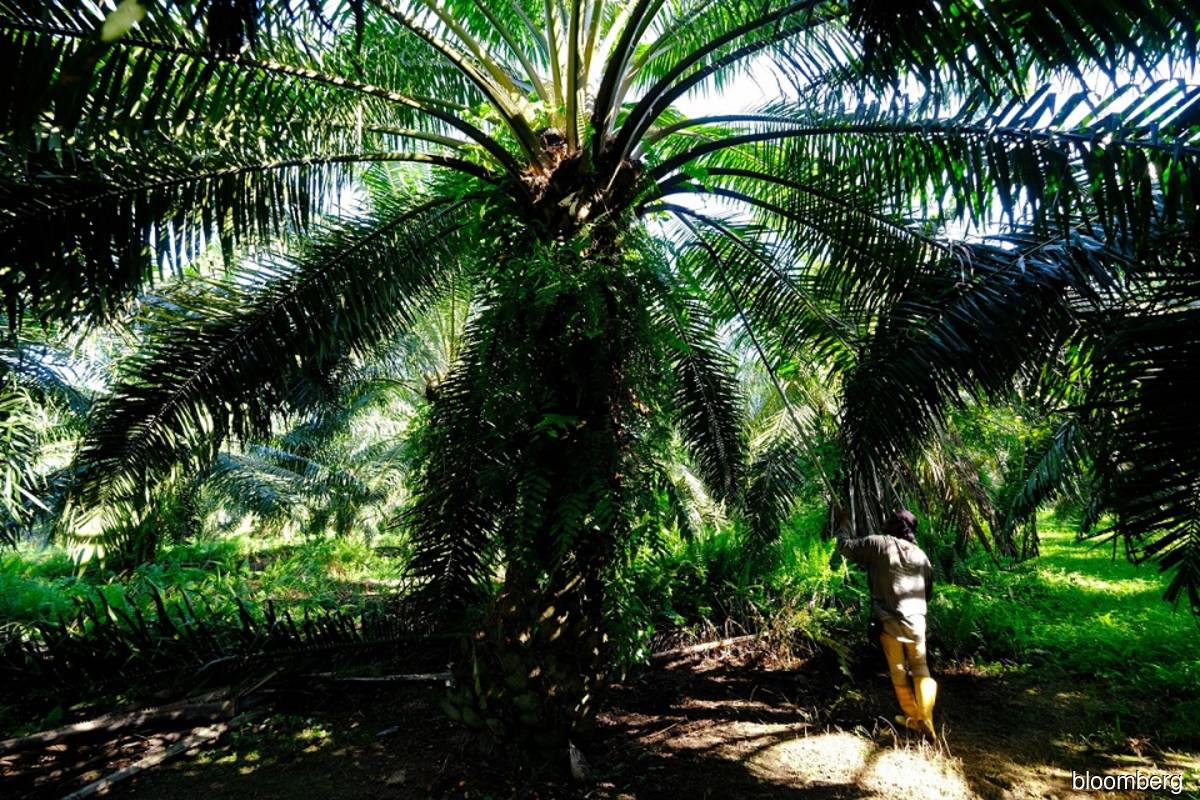 Aging palm trees show a crisis looms for the world’s everything oil