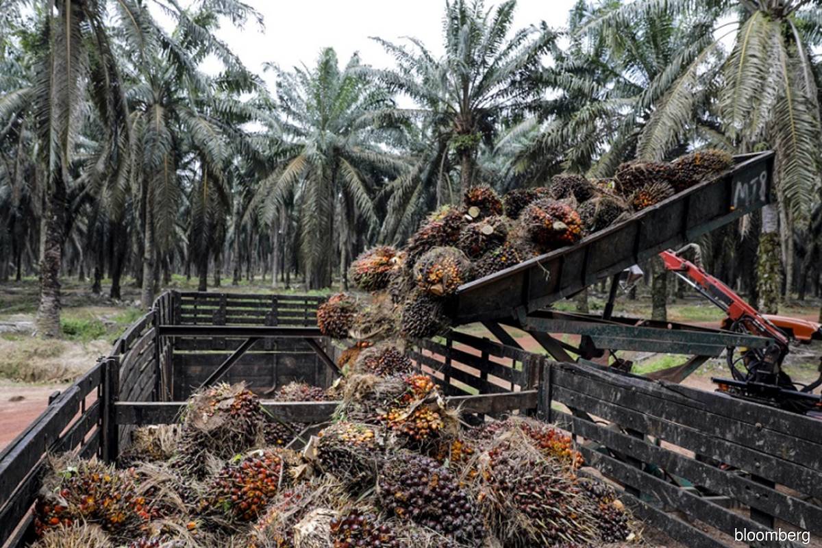 Indonesia’s halt to palm oil expansion is set to expire soon