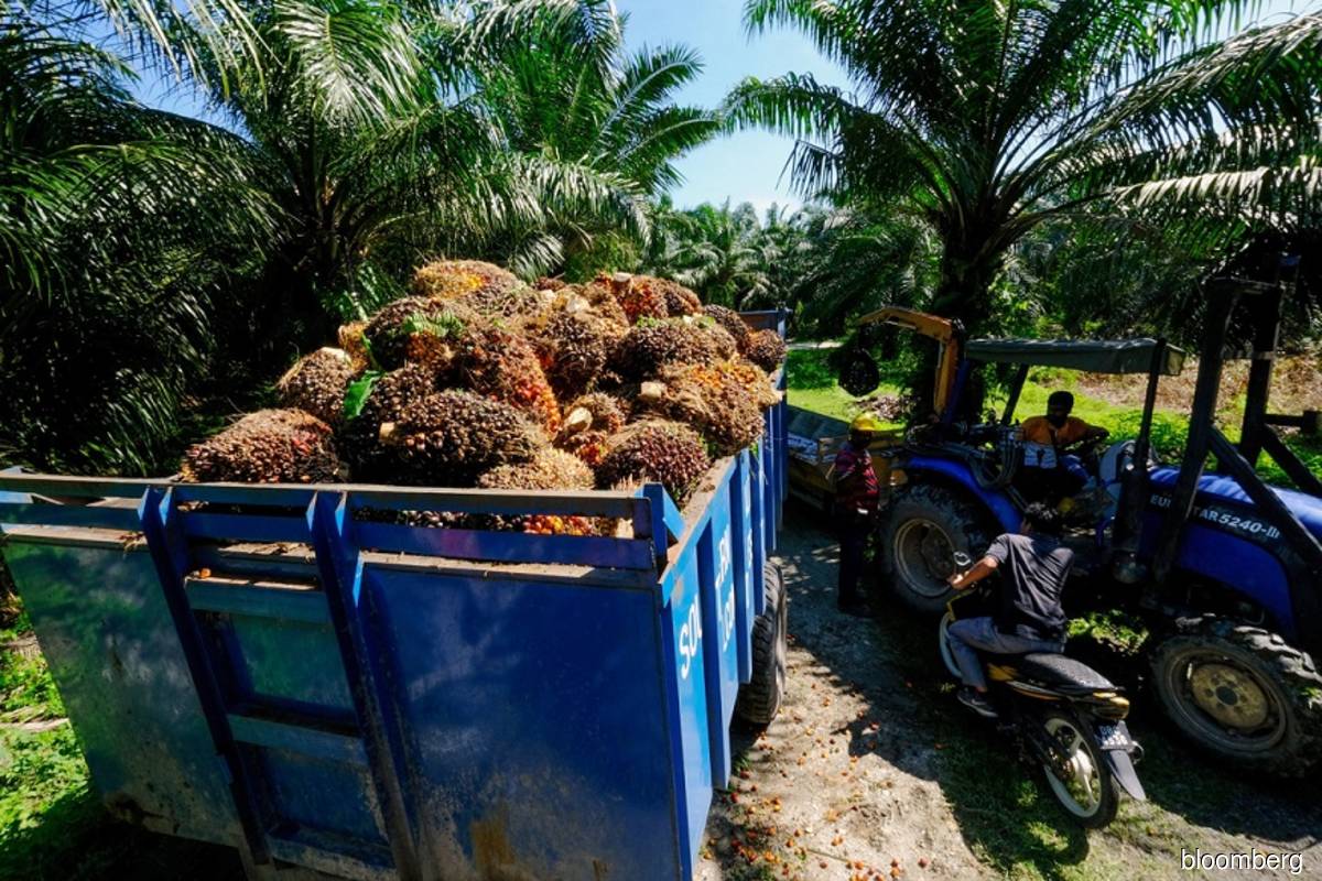 Malaysia sees higher palm oil output in 2022 as workers return
