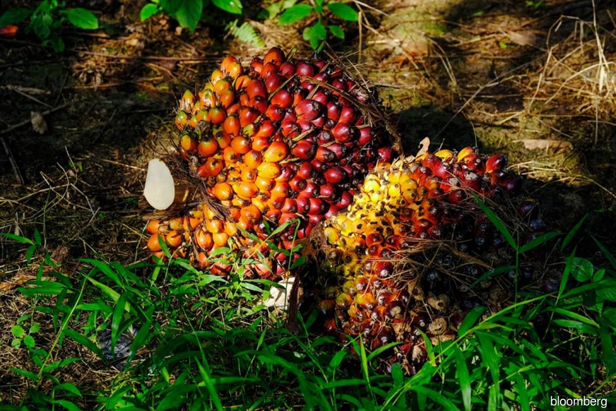 Indonesia's 2022 palm oil exports fell 8.5%, output sluggish