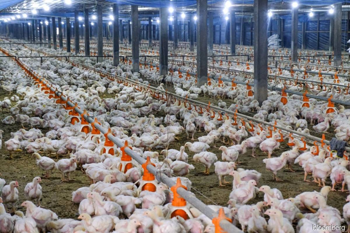 Large-scale poultry project in Rompin to start operation in December