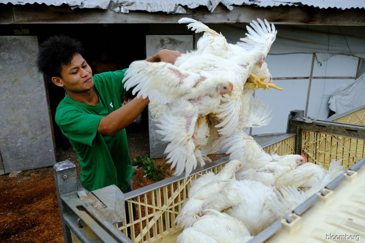 No Decision On Chicken Export Ban At Wednesday s Cabinet Meeting Says 