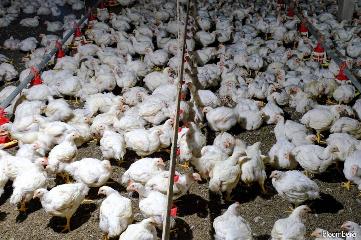 Supply of chickens, eggs enough for Ramadan