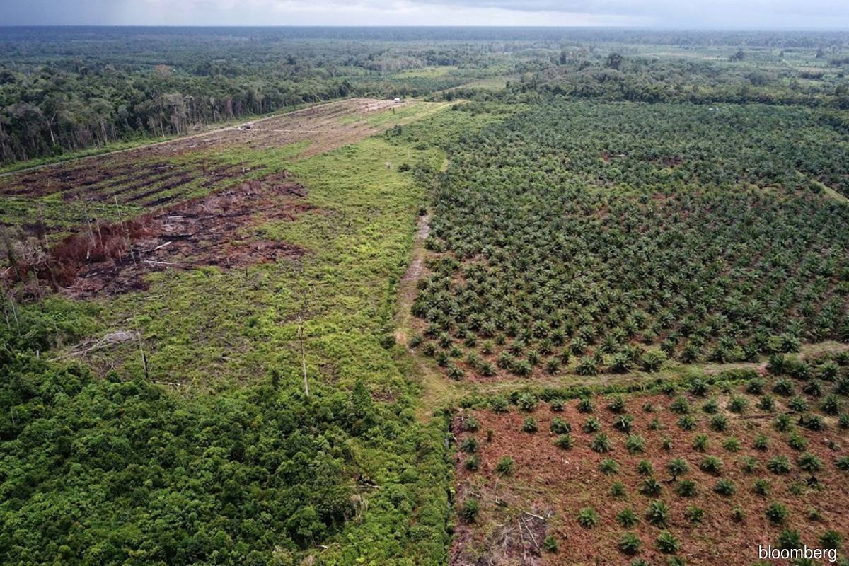 EU seals ‘groundbreaking’ deal to curb role in deforestation