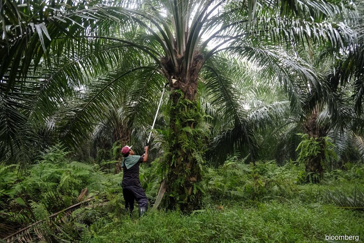 Malaysian associations strongly urge review of EUDR implementation, recognition of oil palm smallholders
