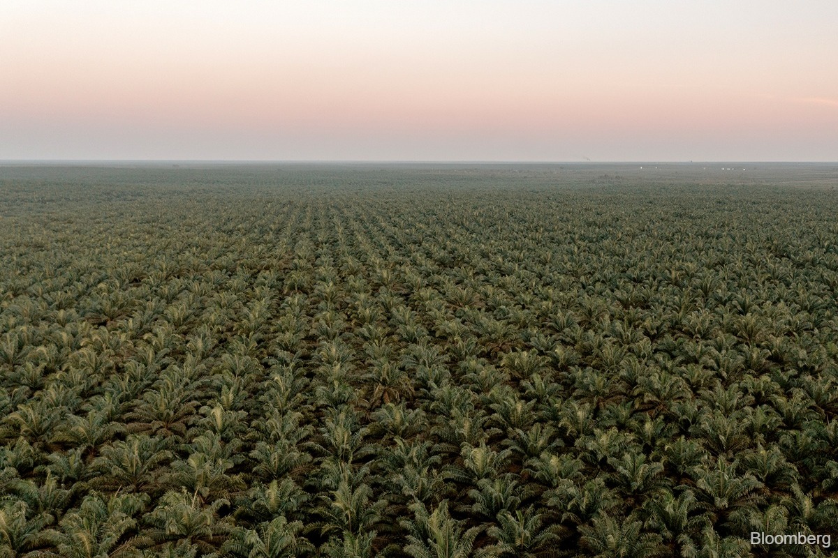 Indonesia tightens grip on resources with Switzerland-sized land grab