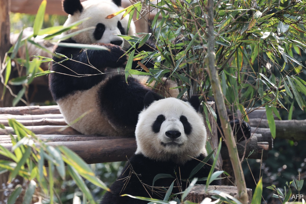 Chinese panda pair headed to US zoo