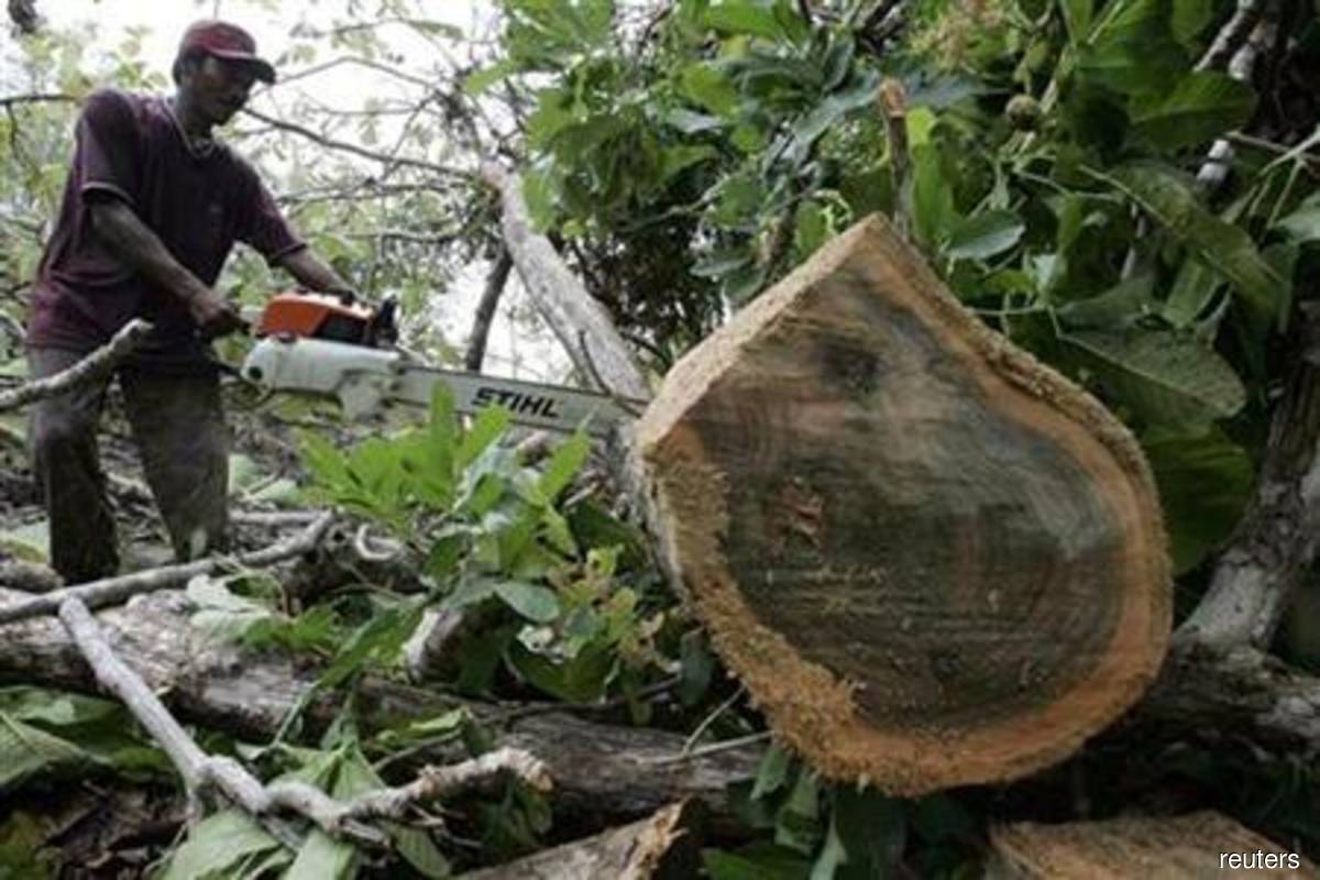 Sarawak recorded most illegal logging cases in 2022, says Putrajaya