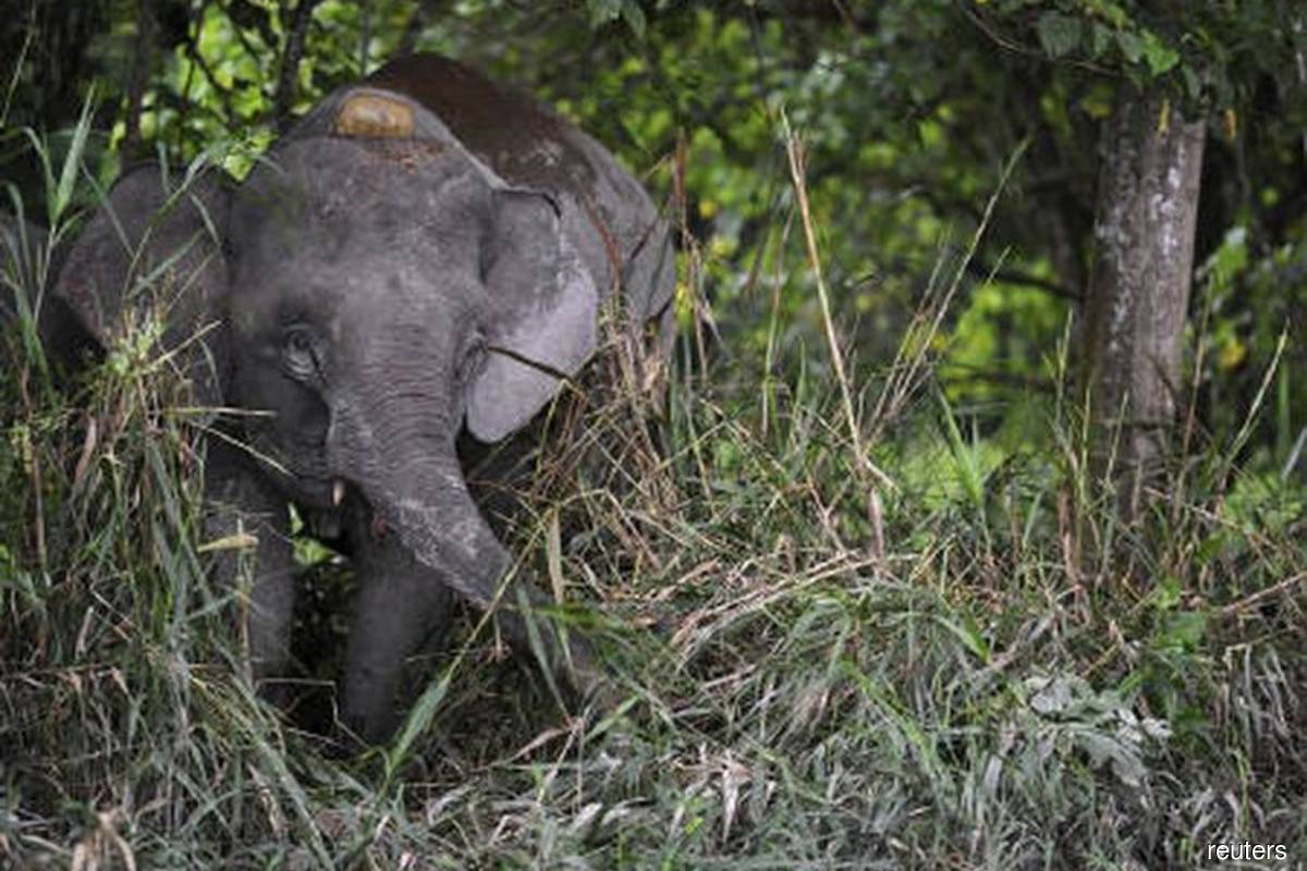 Elephants damage crops in Gua Musang village, resulting in RM200,000 in losses