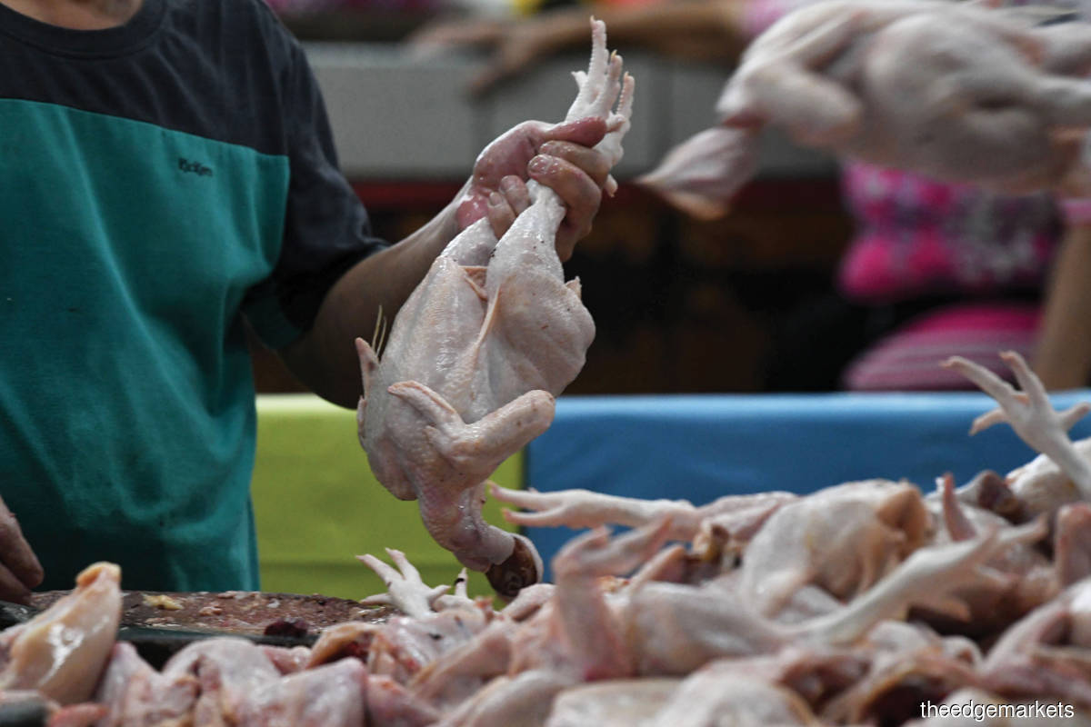 Regional suppliers unlikely to benefit from short-term chicken export ban