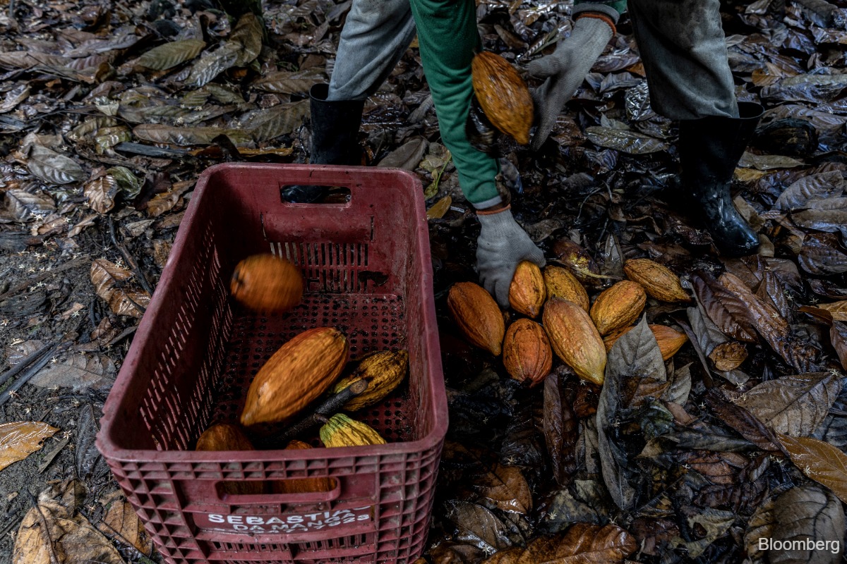 Cocoa rebounds as traders eye buying amid index rebalancing