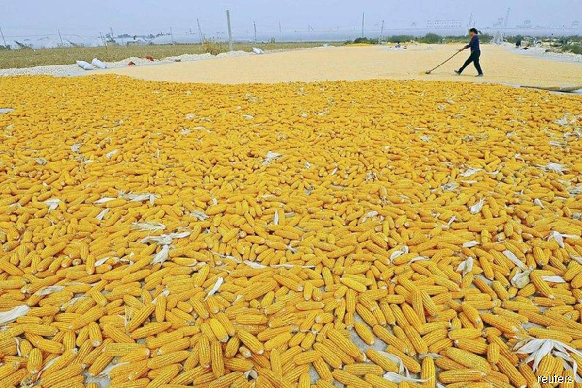 Chicago corn falls on improving weather prospects; soybean, wheat drop