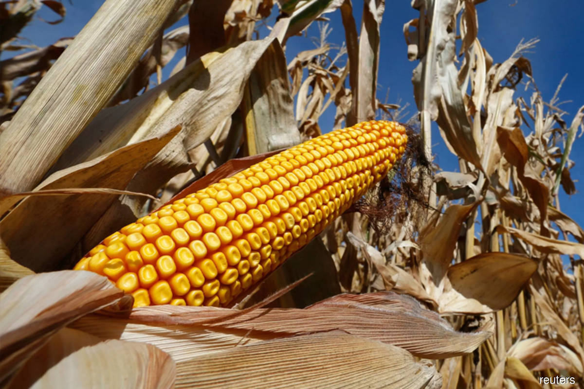 Corn prices drop on US crop condition, wheat eases after rally