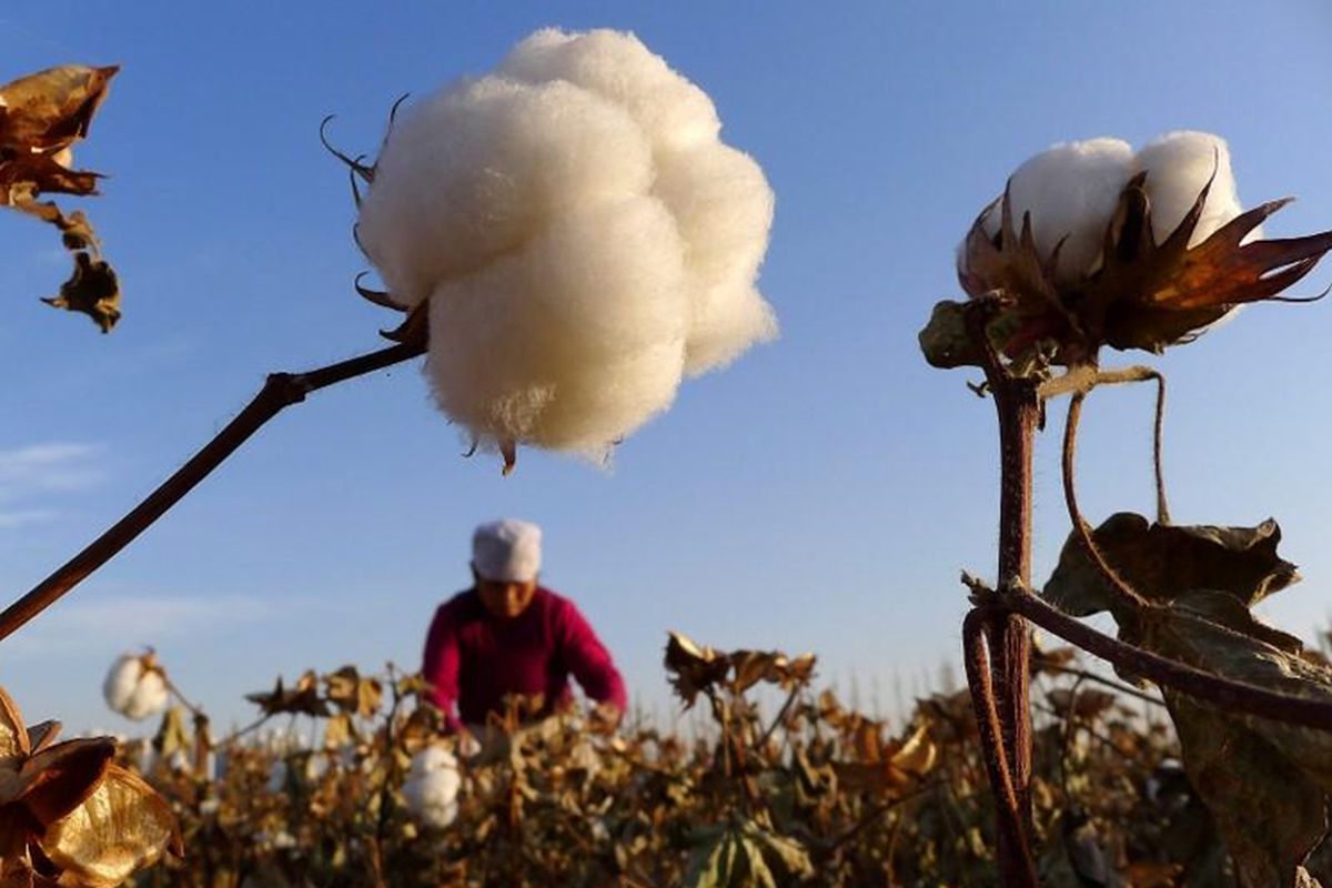 Cotton sinks as China scraps biggest purchase from US in decade