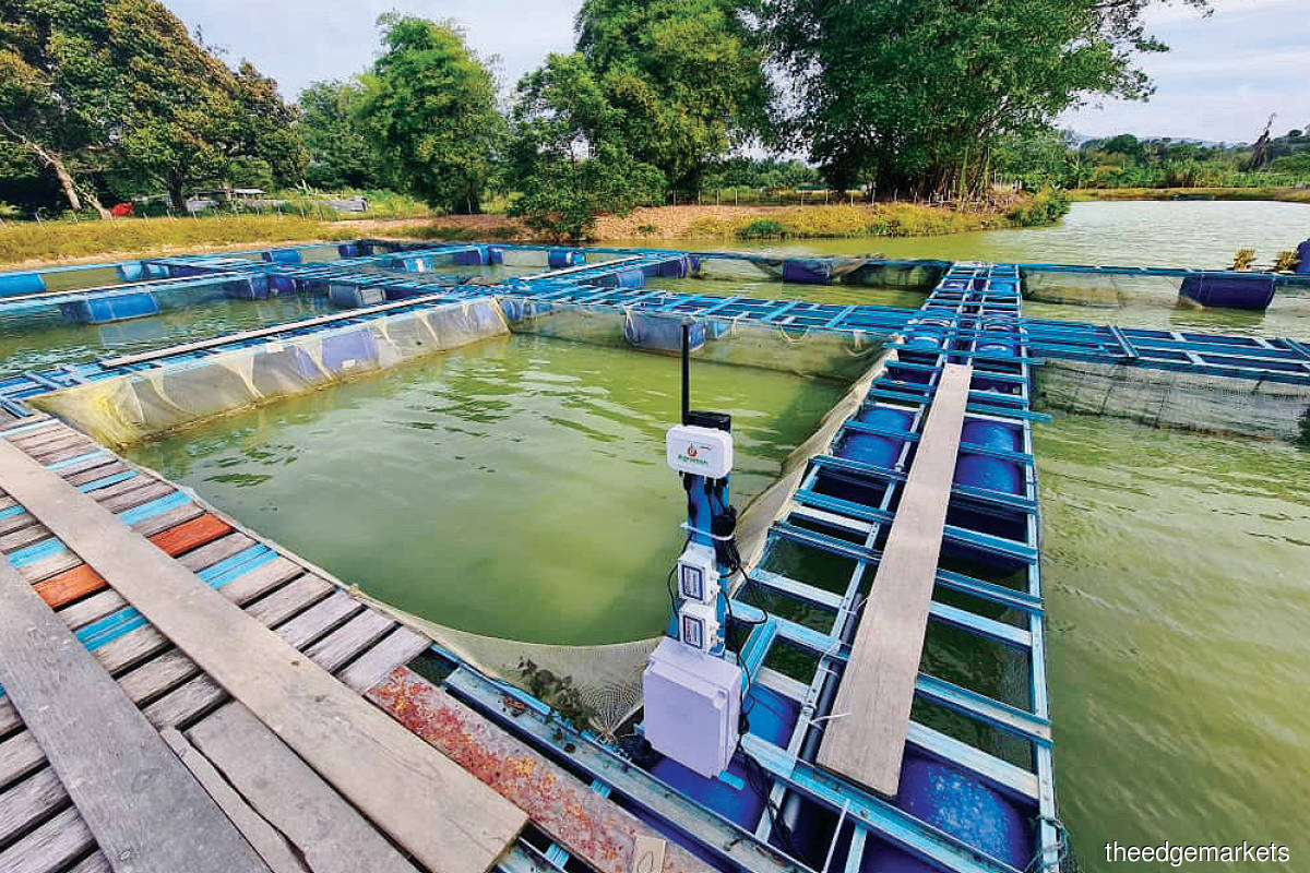 Agromon, Wondernica’s smart agriculture IoT device ... Aquaculture players use it to monitor water quality, dissolved oxygen and PH levels to ensure the shrimp or fish can survive. (Photo by Singularity Aerotech Asia)