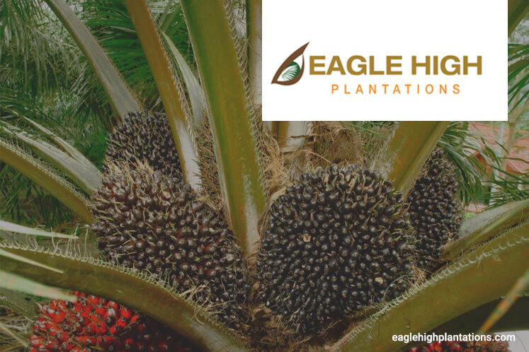 Eagle High in breach of Indonesia's sustainable palm oil standards, says IPOM