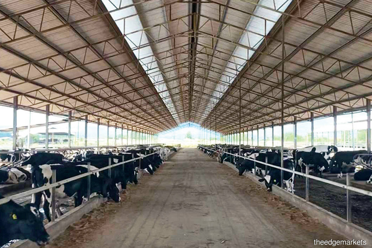 The JV company targets to have 10,000 cows in the first three years of operations