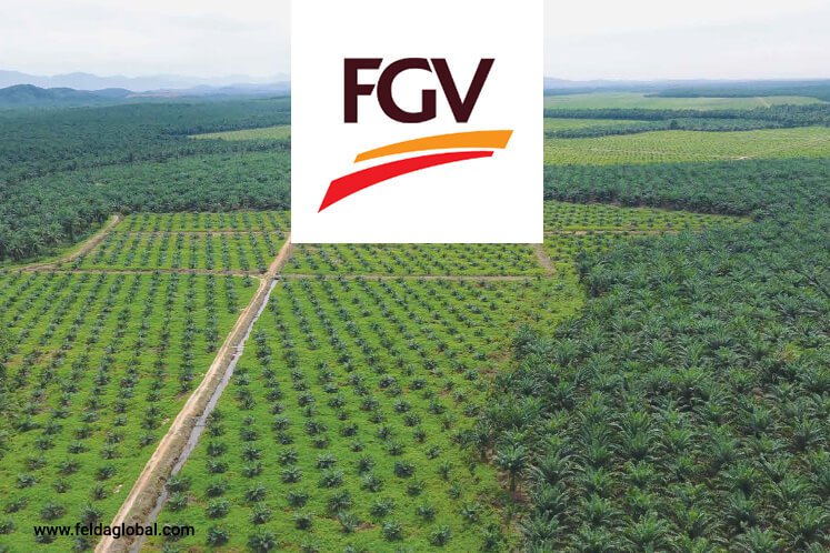 FGV：没有在印尼毁林