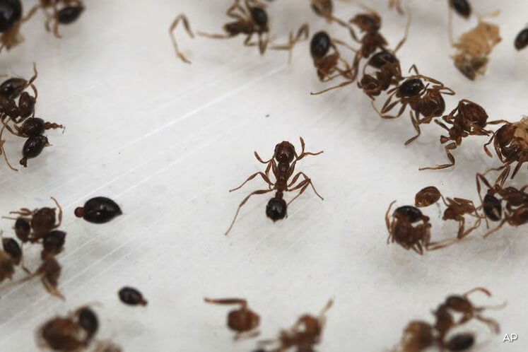 Fire Ant Fears Boost Japan Pesticide Maker To 30 Year High The Edge Markets