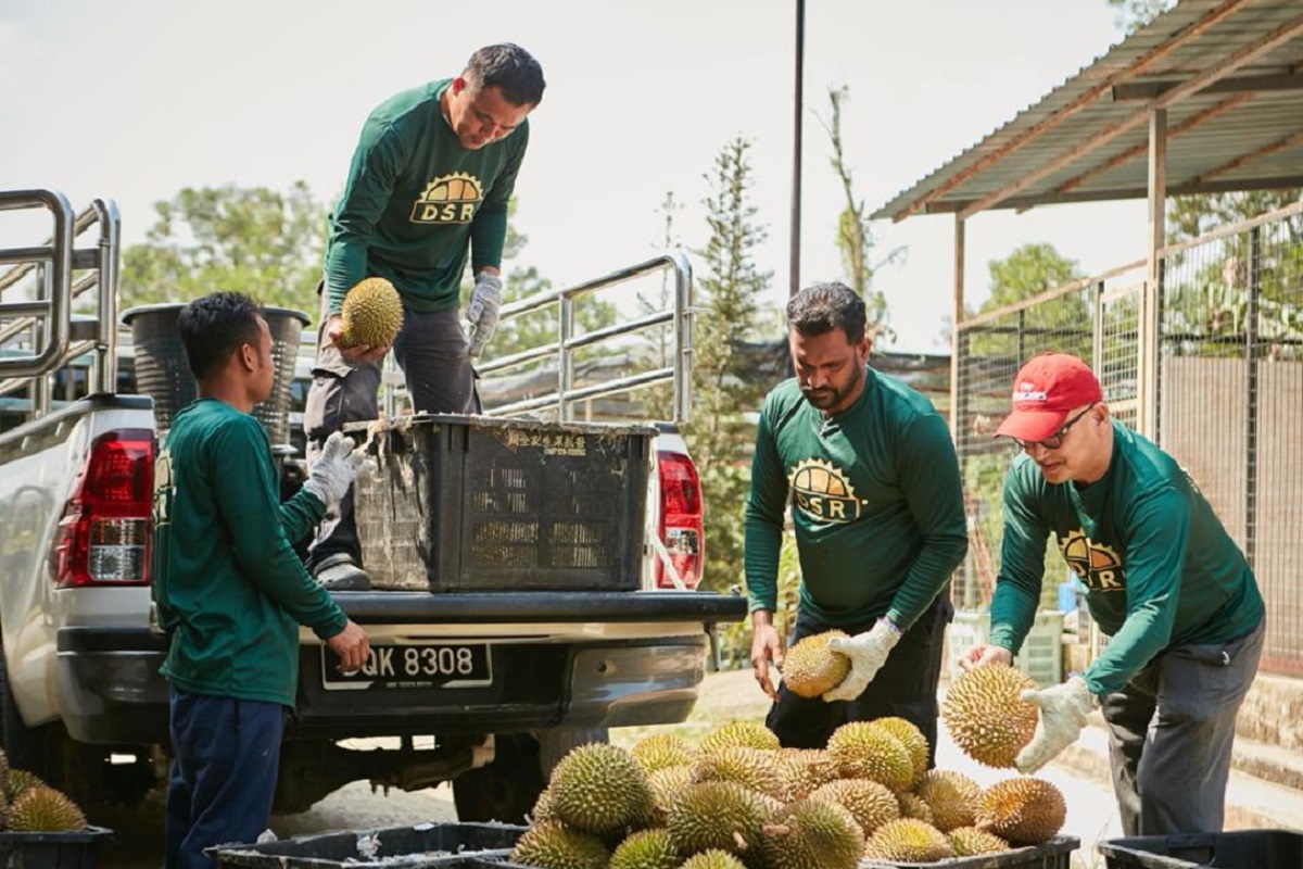 DSR Fruits aims to pool durian smallholders for sustainable year-round