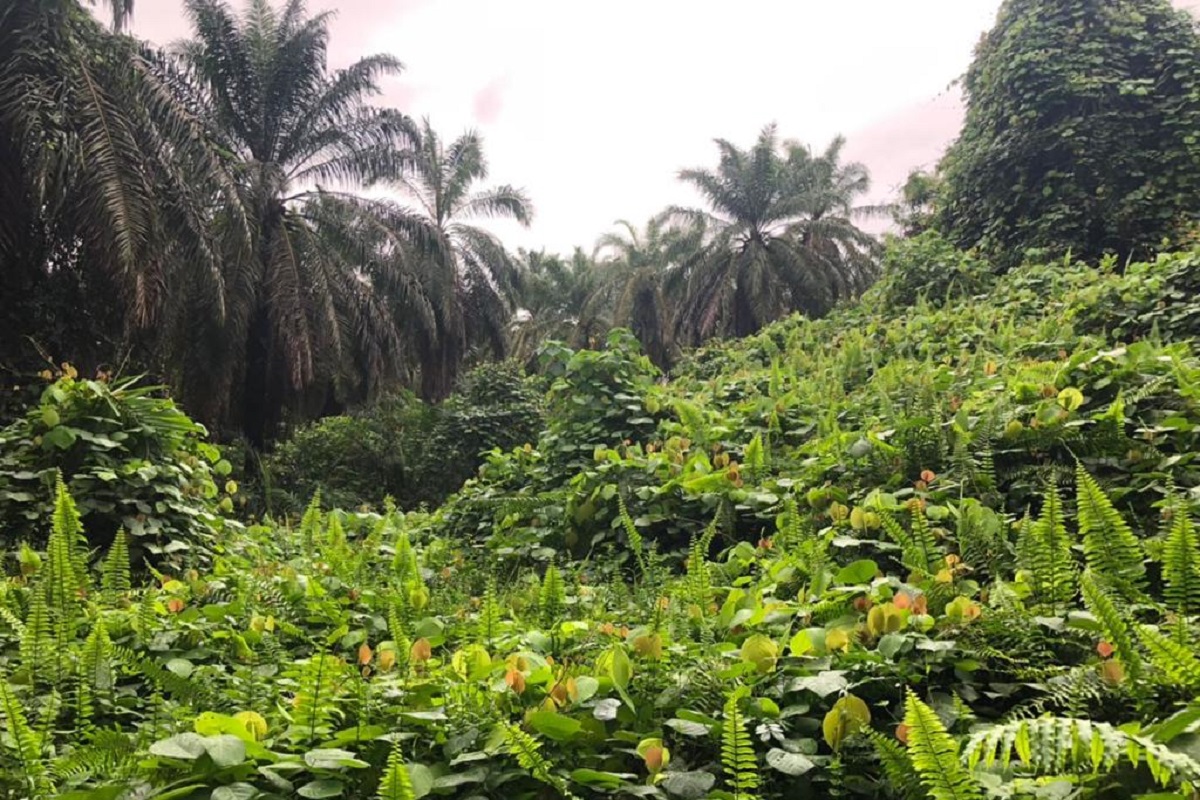 Dense undergrowth of shrubs and other plants in blocks of oil palm trees with high interval rounds.