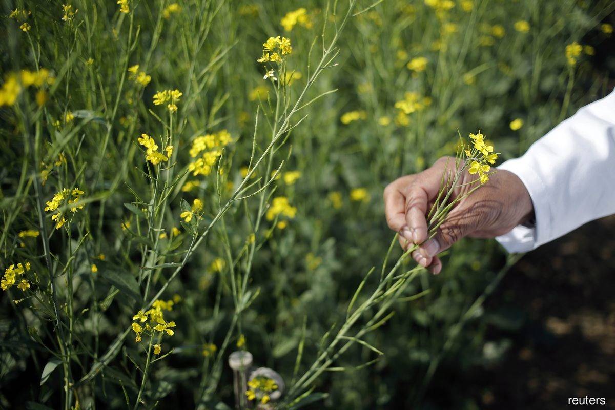 An Indian scientist holds a genetically-modified (GM) rapeseed crop under trial in New Delhi on Feb 13, 2015. (Reuters filepix by Anindito Mukherjee)