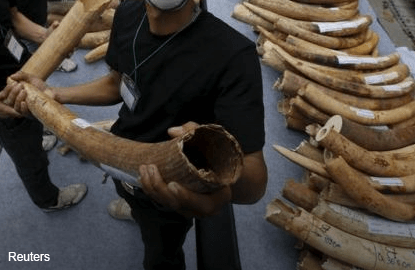 Malaysia customs seizes 159kg in smuggled ivory
