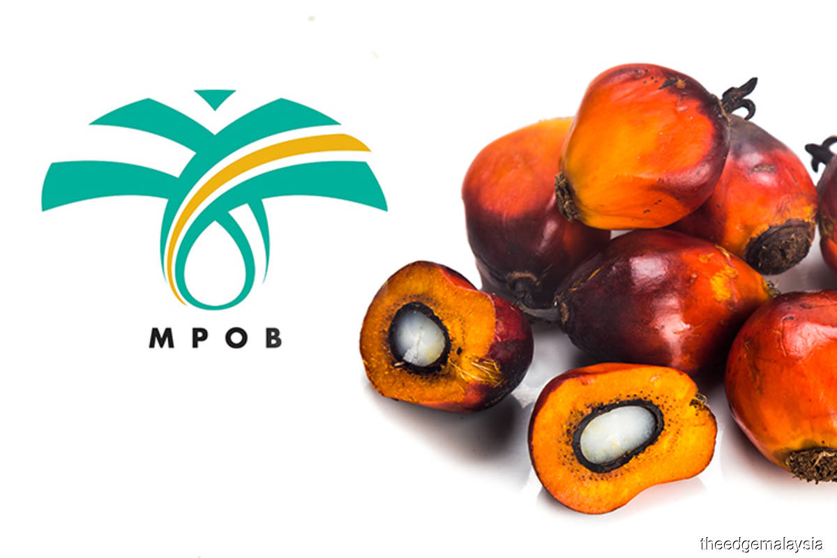 MPOB ramps up R&D on oil palm seedlings to boost palm oil production ...