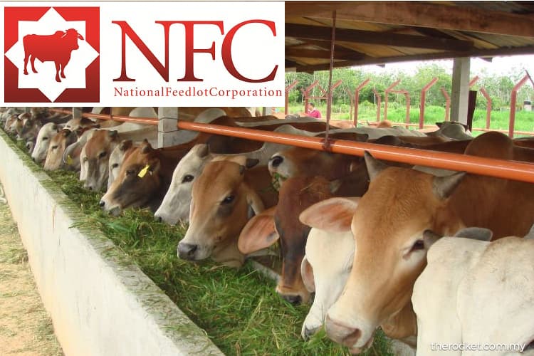 national feedlot corporation case study