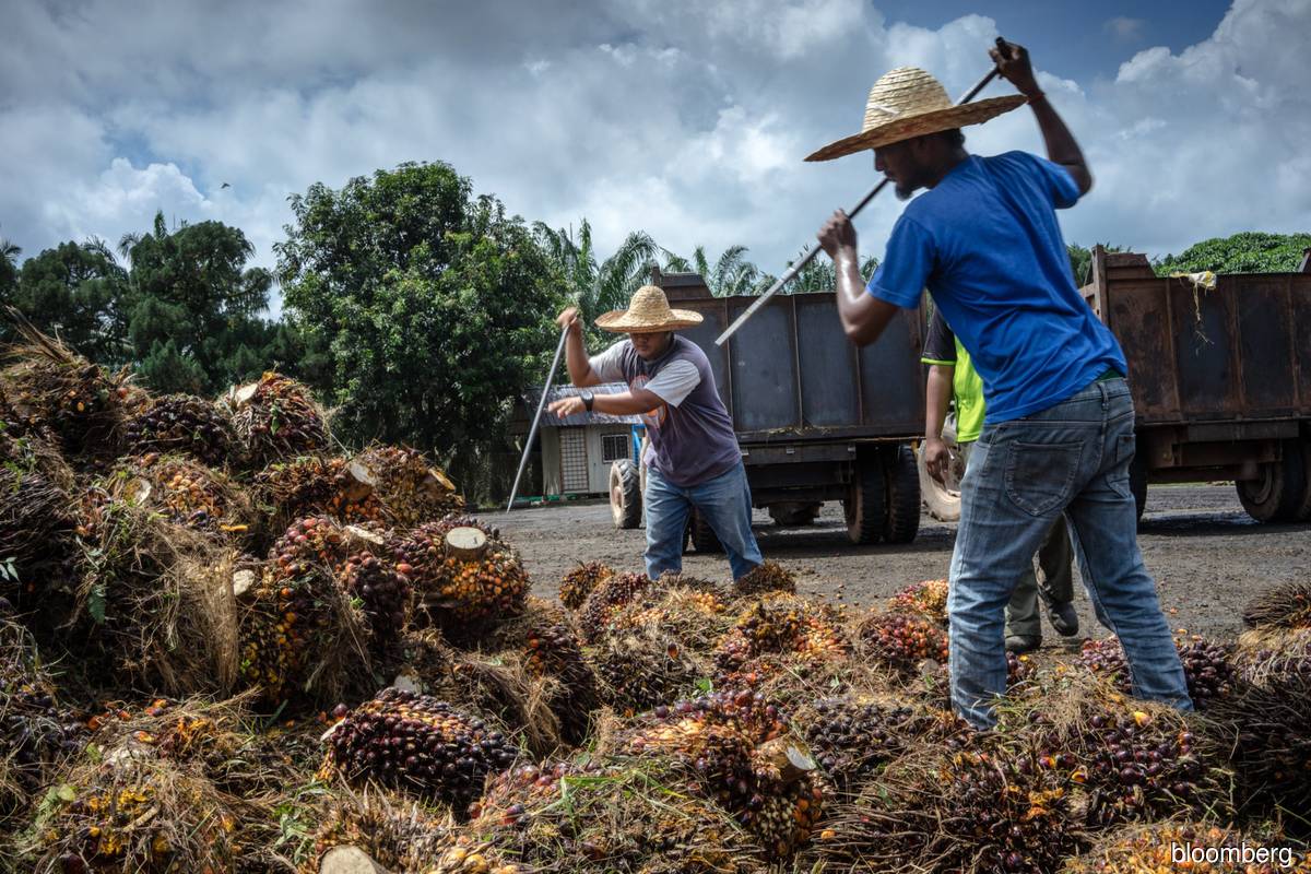 Malaysia’s move to resume palm oil export tax come January 2021 may curb palm oil prices, demand — PublicInvest Research