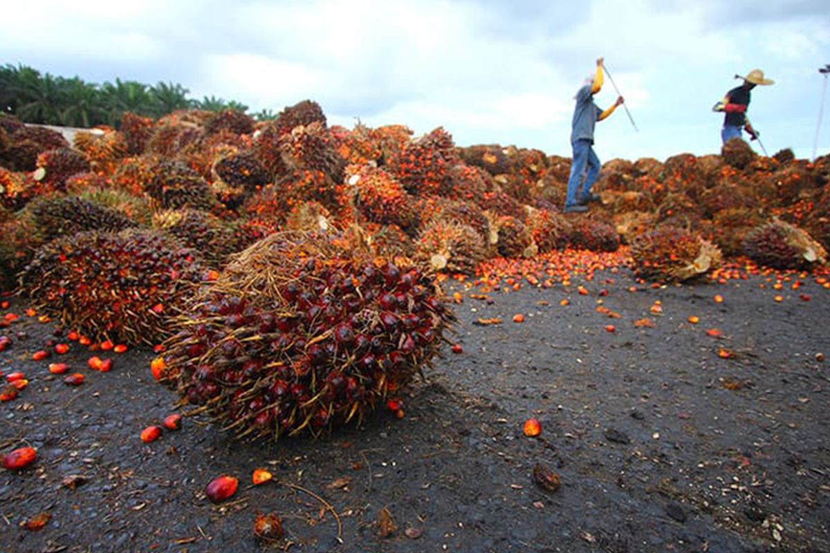 Palm oil prices expected to contract this year, say analysts