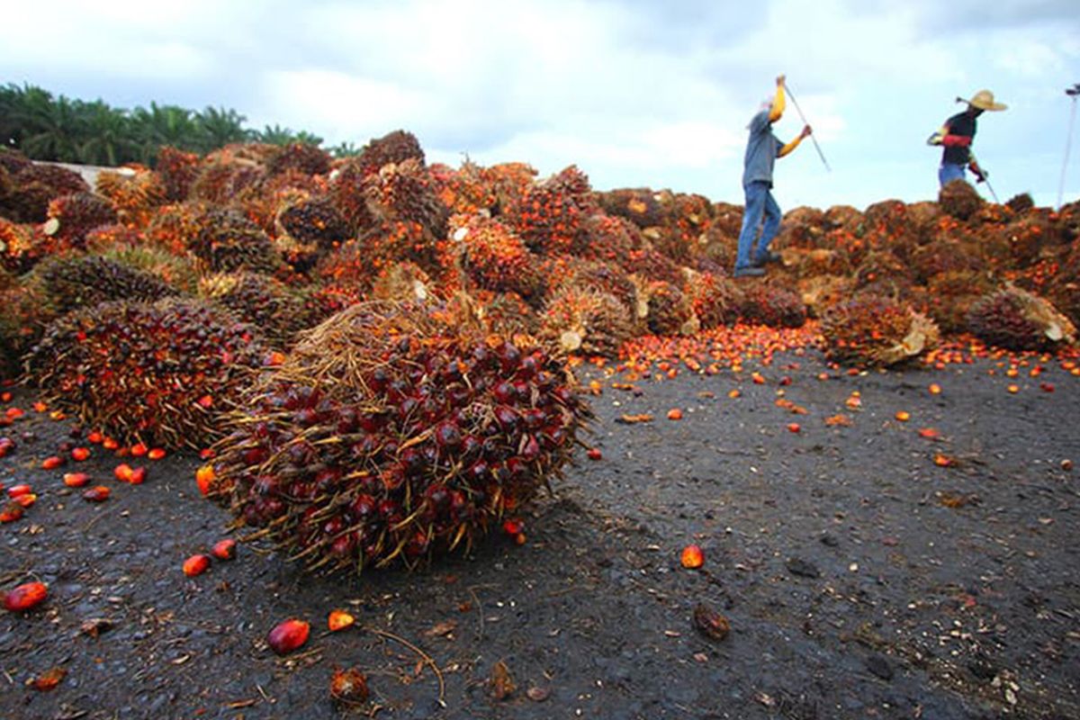 India slashes import taxes on palm oil as retail cooking oil prices remain high