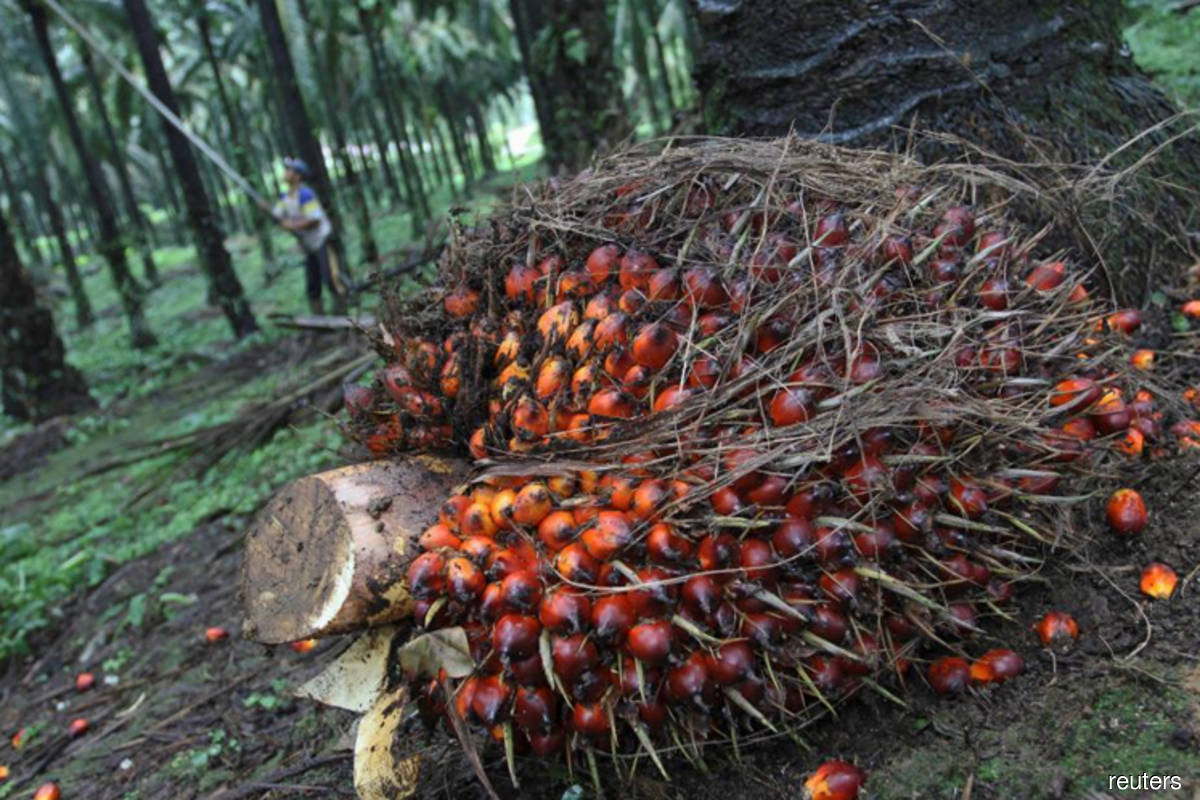 Malaysia end-July palm oil stocks seen at eight-month high as output rises