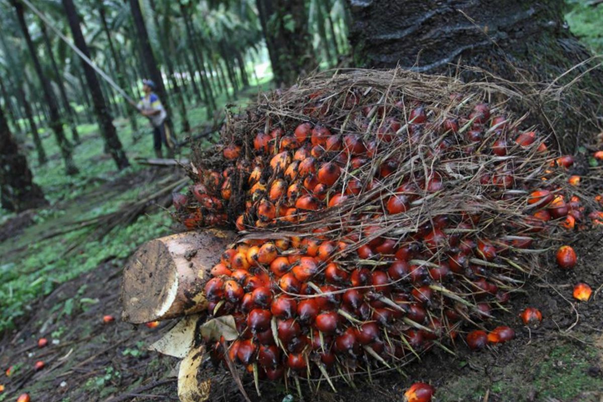 Rising consumption to shield palm oil from EU deforestation law — analyst Fry