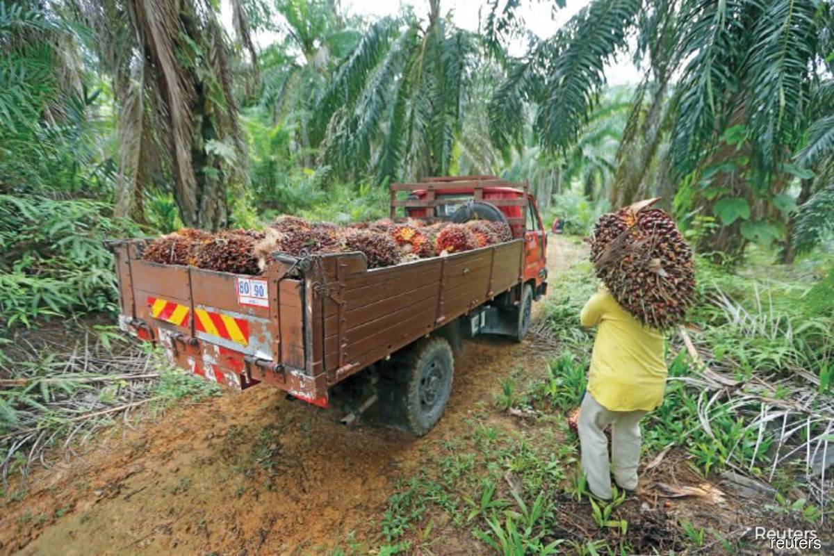 Mongin: Ministry to probe claim of Sarawak buying Kalimantan fresh fruit bunches