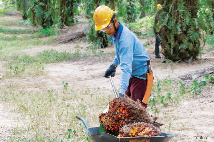India’s ‘ban’ on Malaysian palm oil seen a zero-sum game