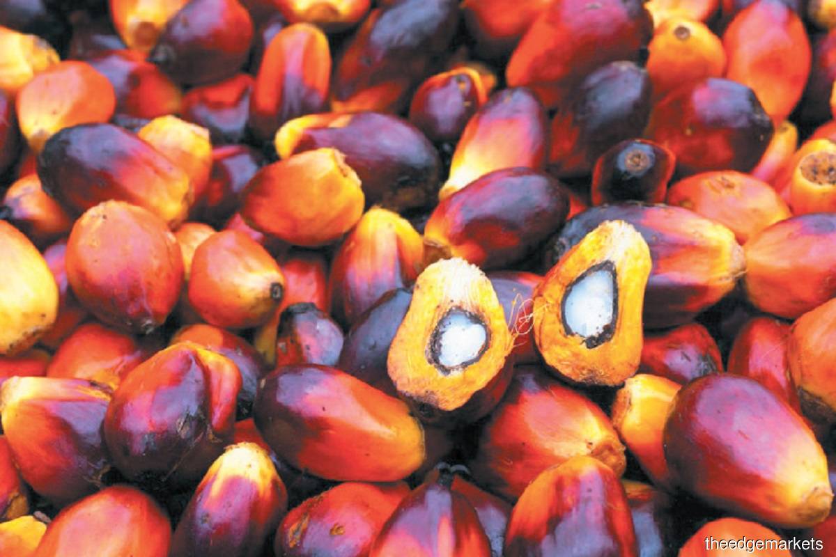 Malaysia end-Nov palm oil stocks fall for the first time in six months