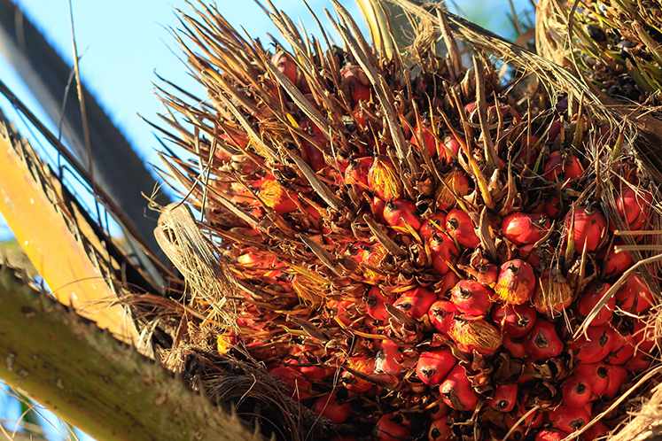 Malaysia end-April palm oil stocks seen rising 10% as 