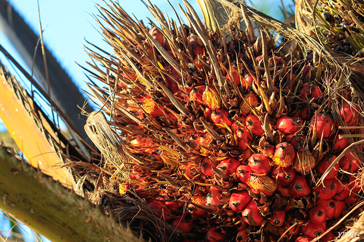 Palm oil cuts through RM2,000 to lowest in over 3 years