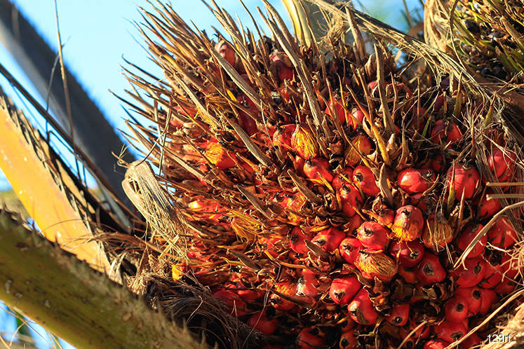Malaysia says 'can' retaliate if EU discriminates against palm oil