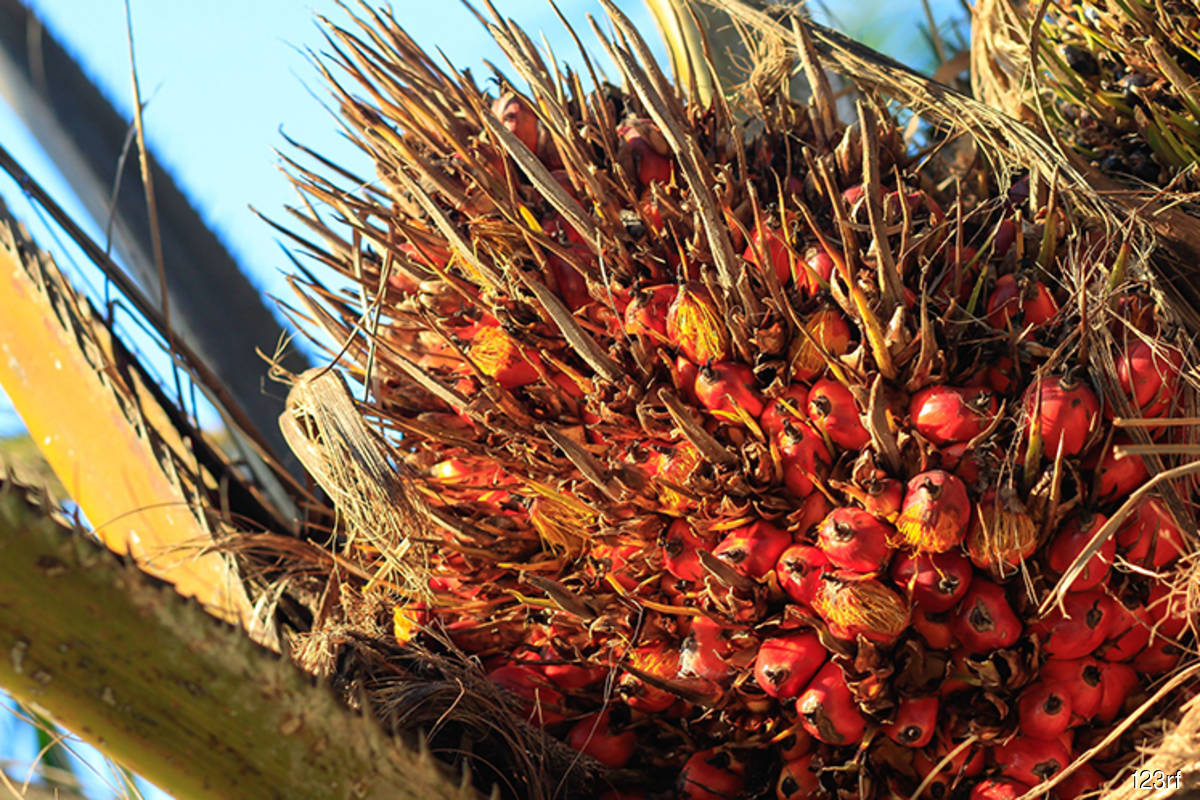 Malaysia end-Aug palm oil stocks jump to 33-month high
