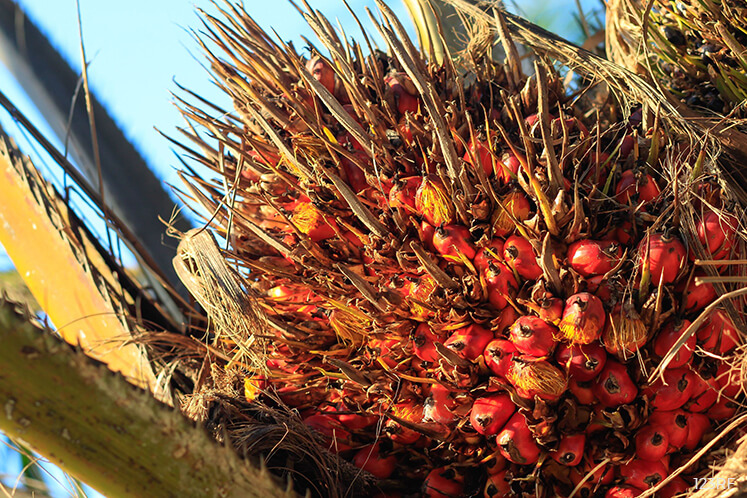 Palm oil charts sharpest daily drop in nearly two weeks